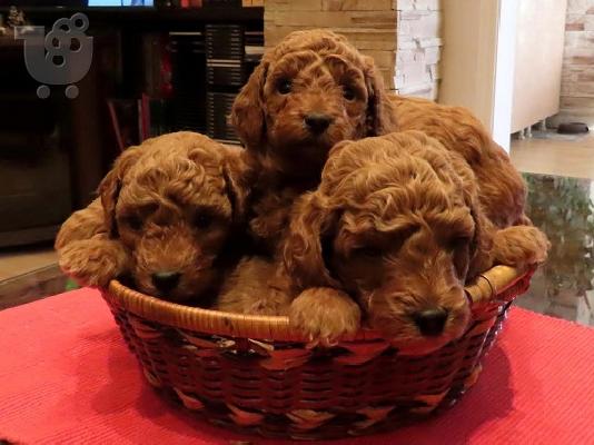 PoulaTo: Κόκκινα POODLES premium